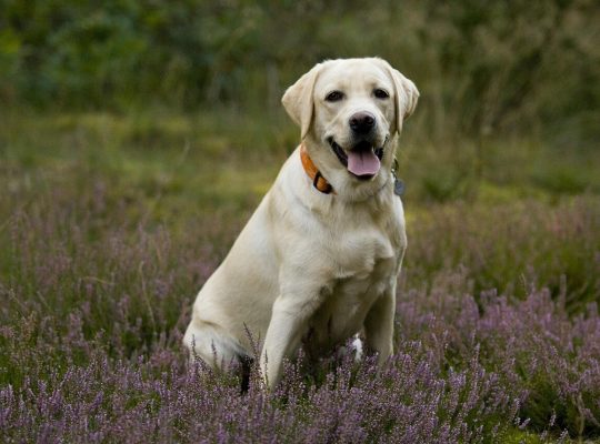 Adorable Labrador Puppies for Sale – Vaccinated & Healthy!