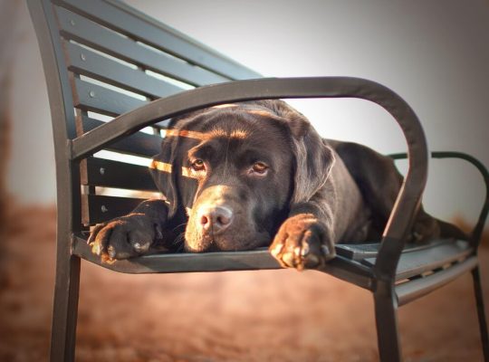 Adorable Labrador Puppies for Sale – Vaccinated & Healthy!